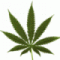Marijuana's Avatar