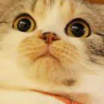 Louphoria's avatar